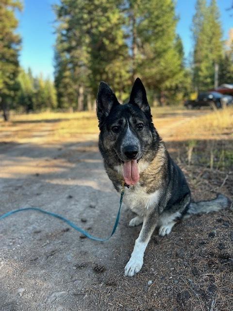 Sage, a Adopted mixed breed in Dodson, MT image 4/6
