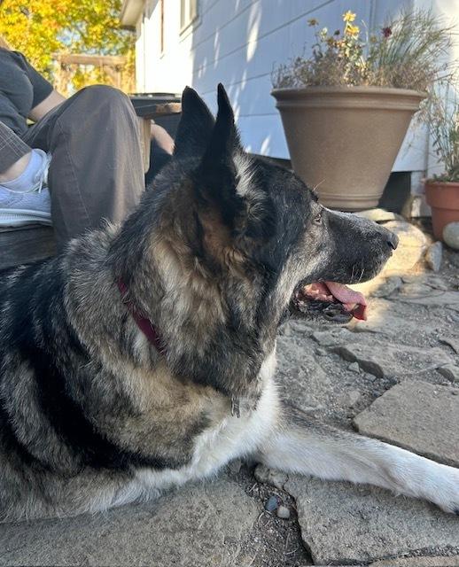 Sage, a Adopted mixed breed in Dodson, MT image 5/6