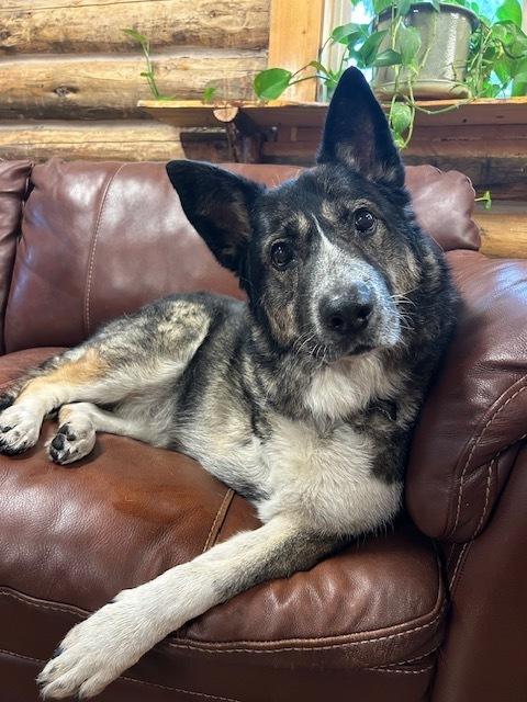 Sage, a Adopted mixed breed in Dodson, MT image 6/6