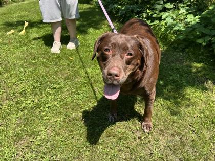 Enlarge Daisy, a Adoptable mixed breed in Elmira, NY image 1/1