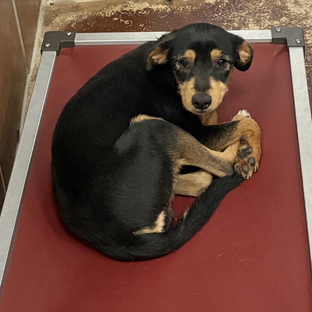 Kohlrabi, a Adoptable mixed breed in Chicago, IL image 1/6