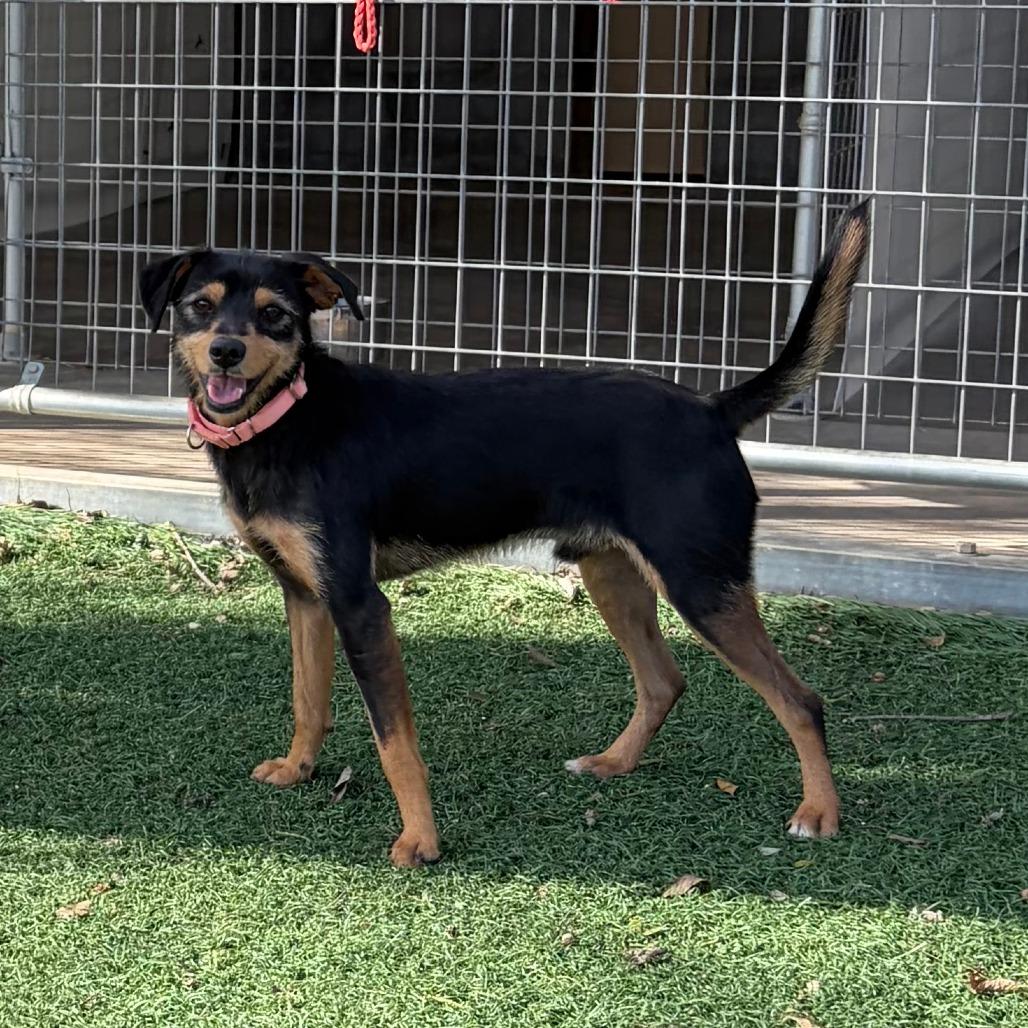 Kohlrabi, a Adoptable mixed breed in Chicago, IL image 3/6