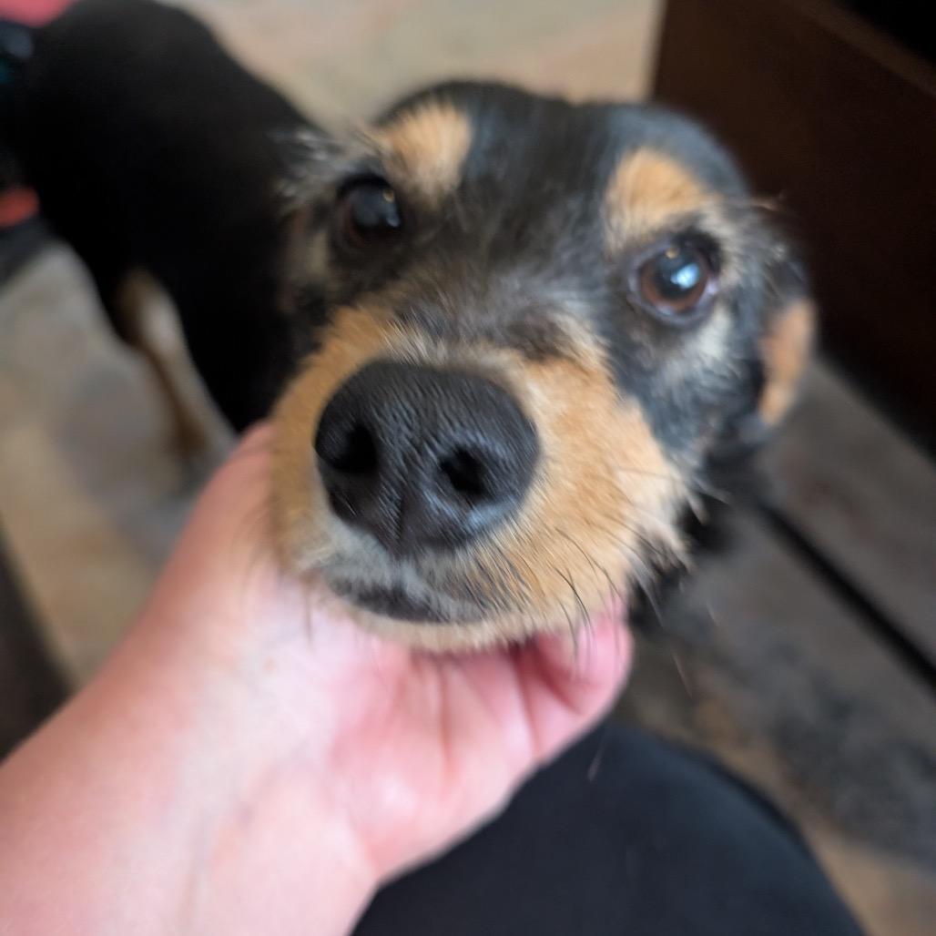 Kohlrabi, a Adoptable mixed breed in Chicago, IL image 4/6