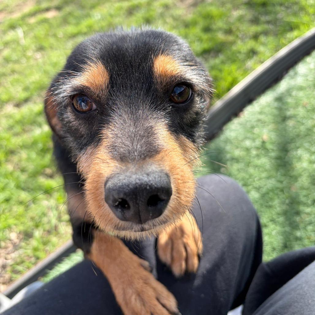 Kohlrabi, a Adoptable mixed breed in Chicago, IL image 5/6