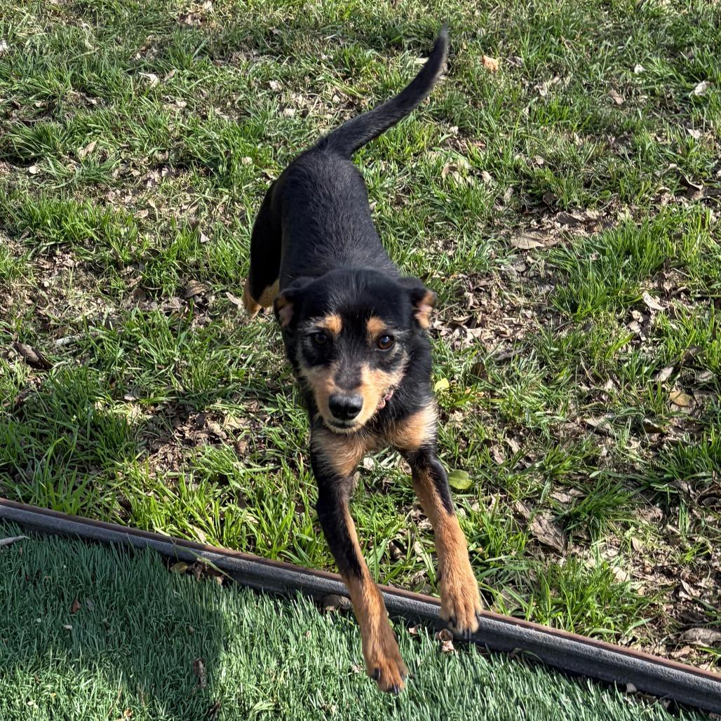 Kohlrabi, a Adoptable mixed breed in Chicago, IL image 6/6