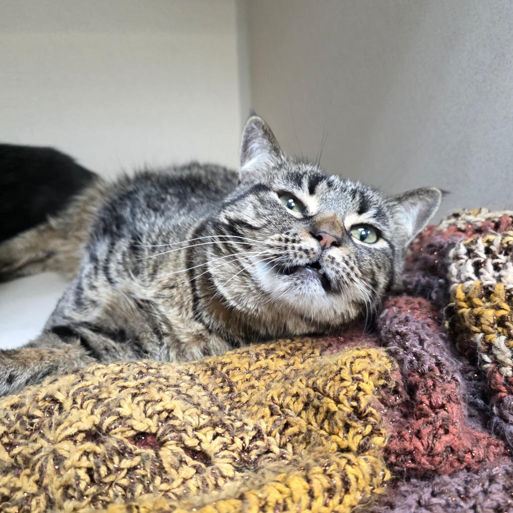 Candy, Adoptable, Senior Female Domestic Short Hair.