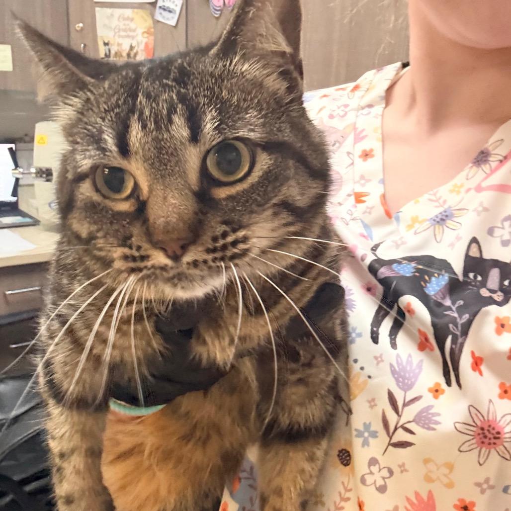 Enlarge Candy, a Adoptable Domestic Short Hair in Great Falls, MT image 2/5