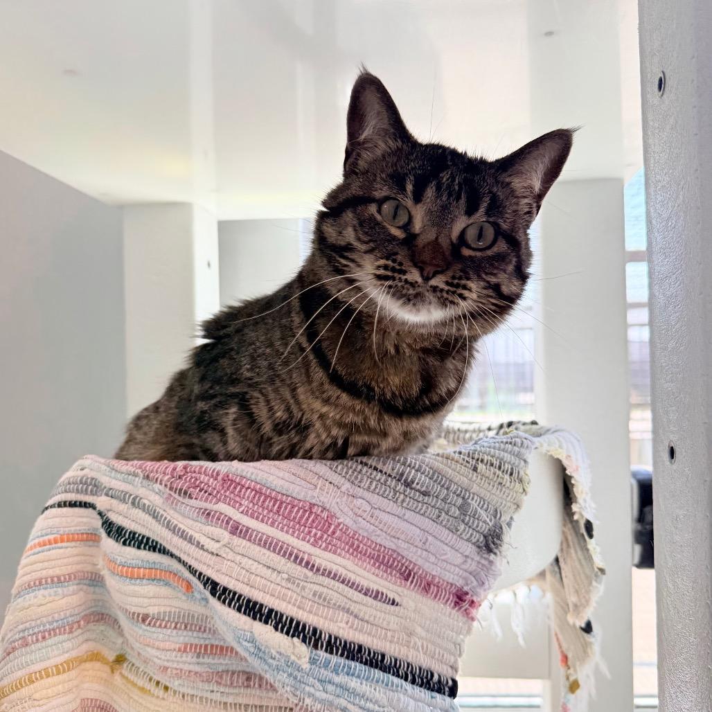 Enlarge Candy, a Adoptable Domestic Short Hair in Great Falls, MT image 3/5