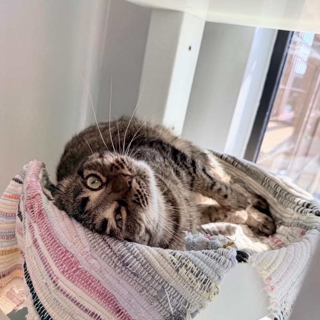 Enlarge Candy, a Adoptable Domestic Short Hair in Great Falls, MT image 4/5