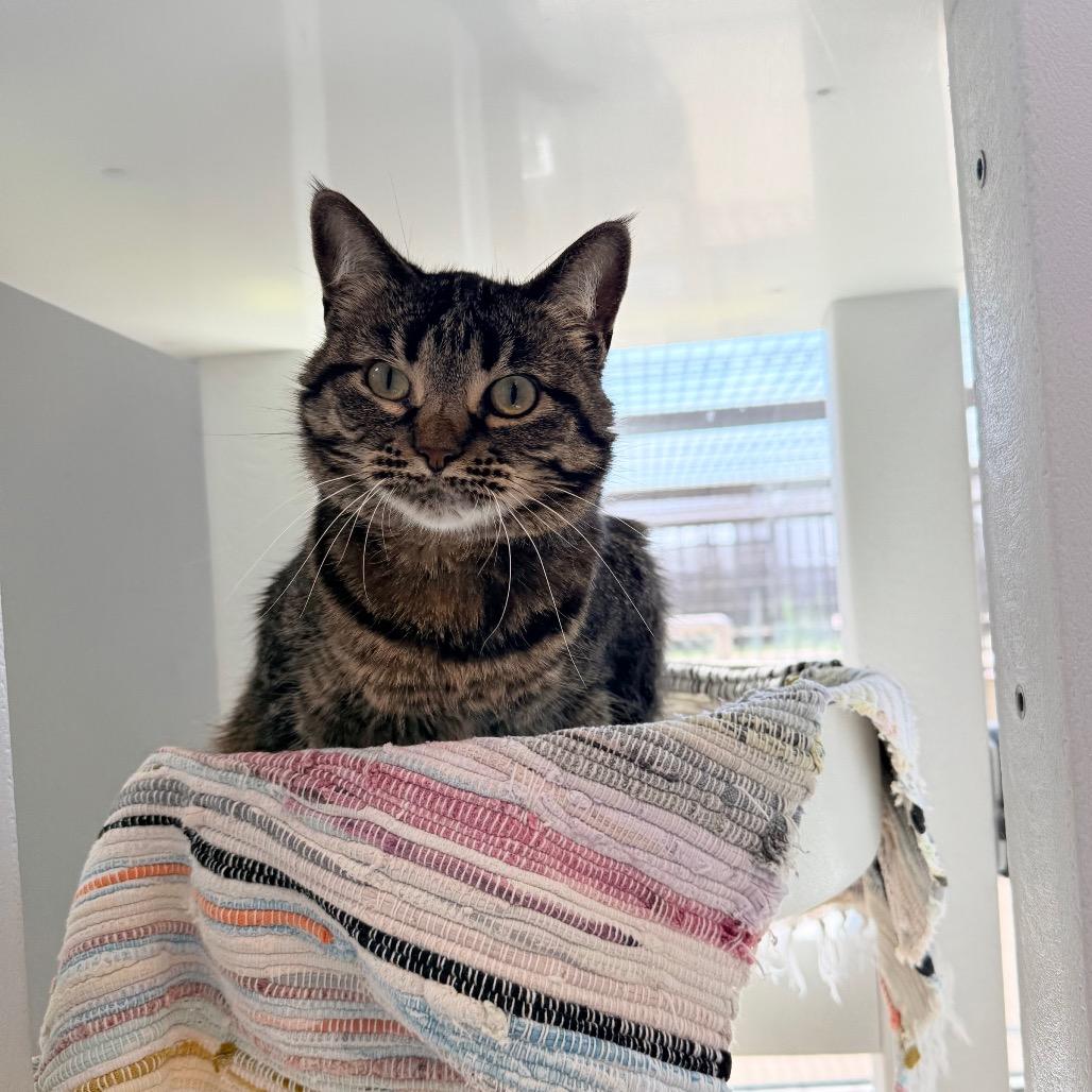 Enlarge Candy, a Adoptable Domestic Short Hair in Great Falls, MT image 5/5