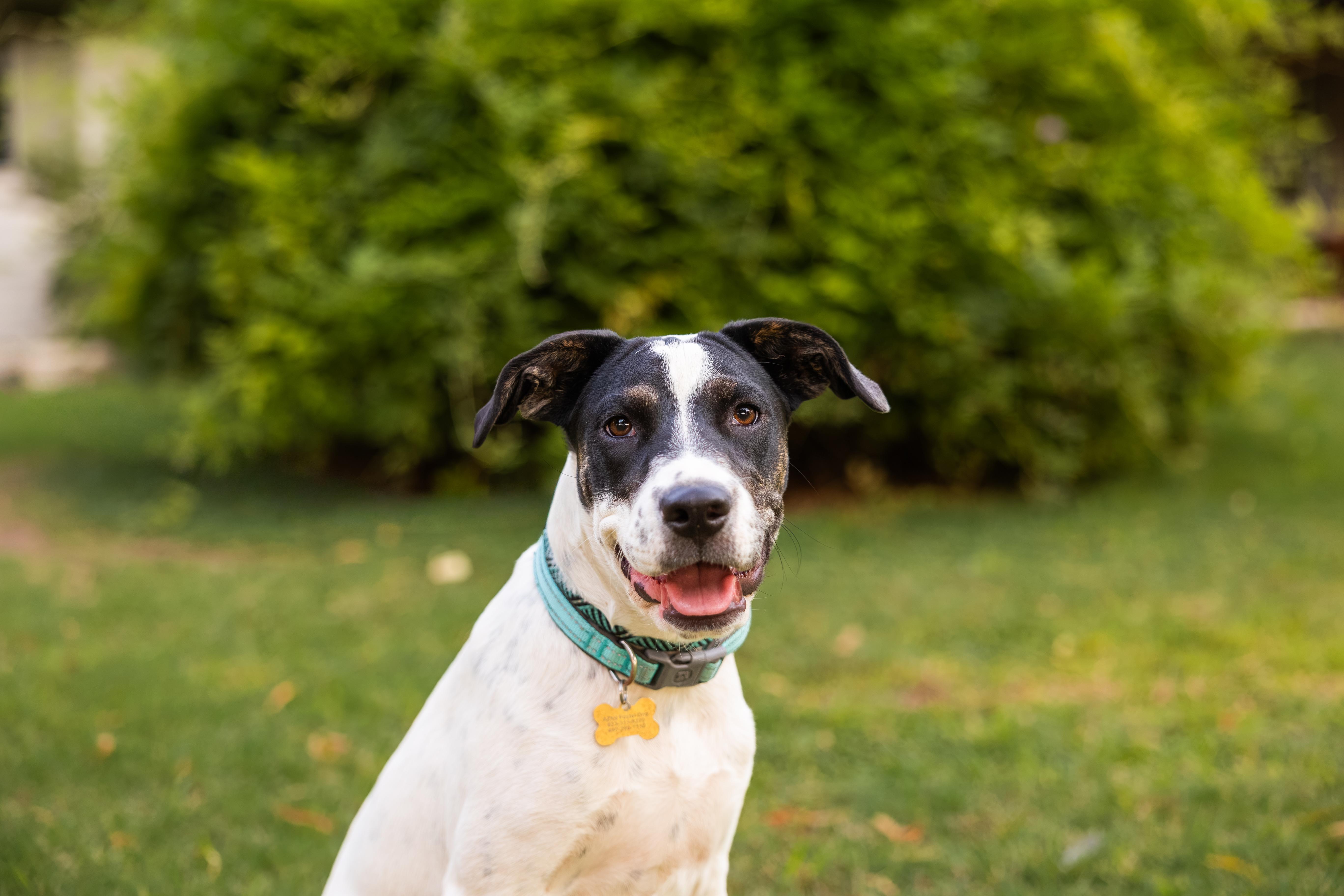 Daisy Mae, ADOPTABLE, Young Female Hound.