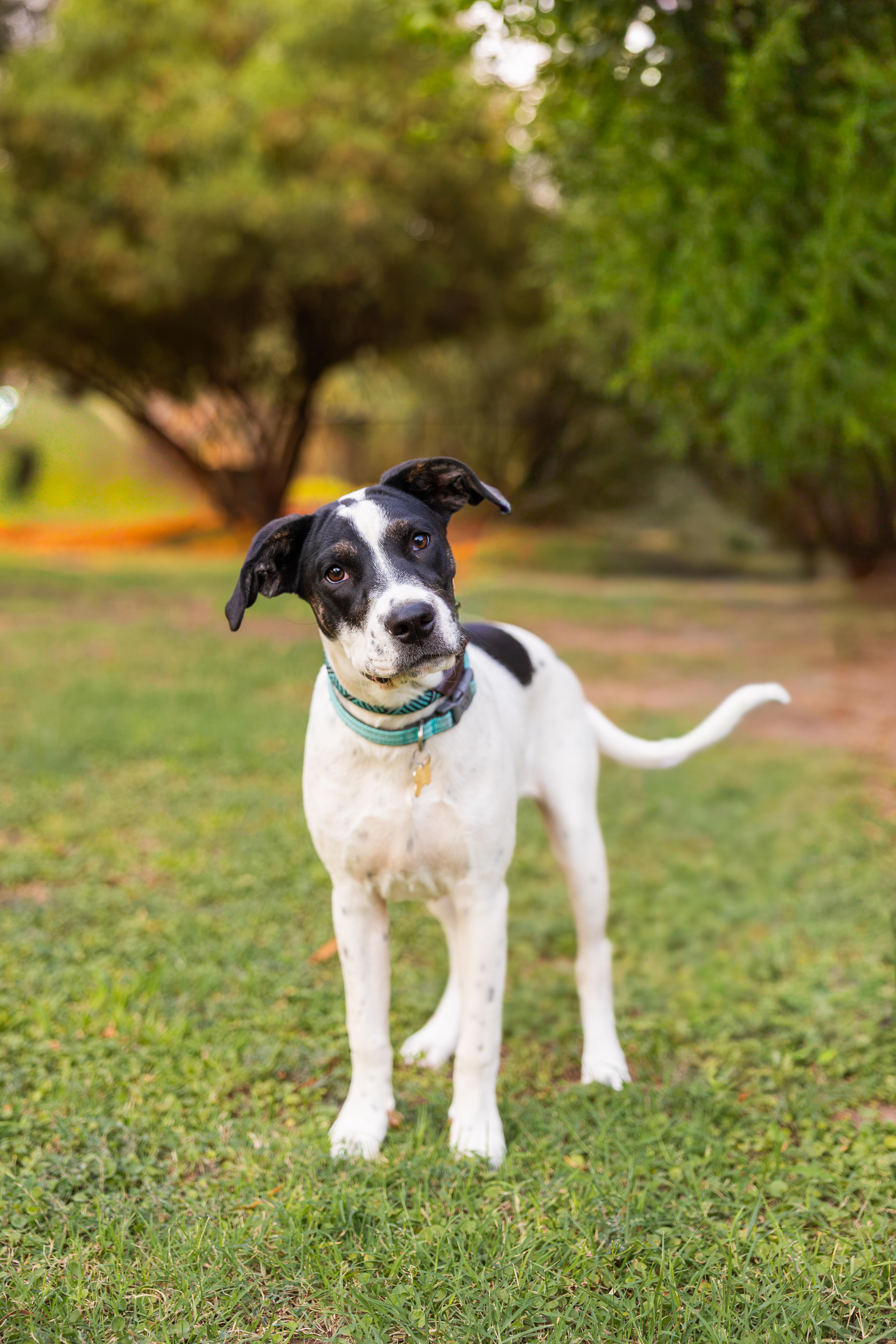 Enlarge Daisy Mae, a ADOPTABLE mixed breed in Peoria, AZ image 2/6