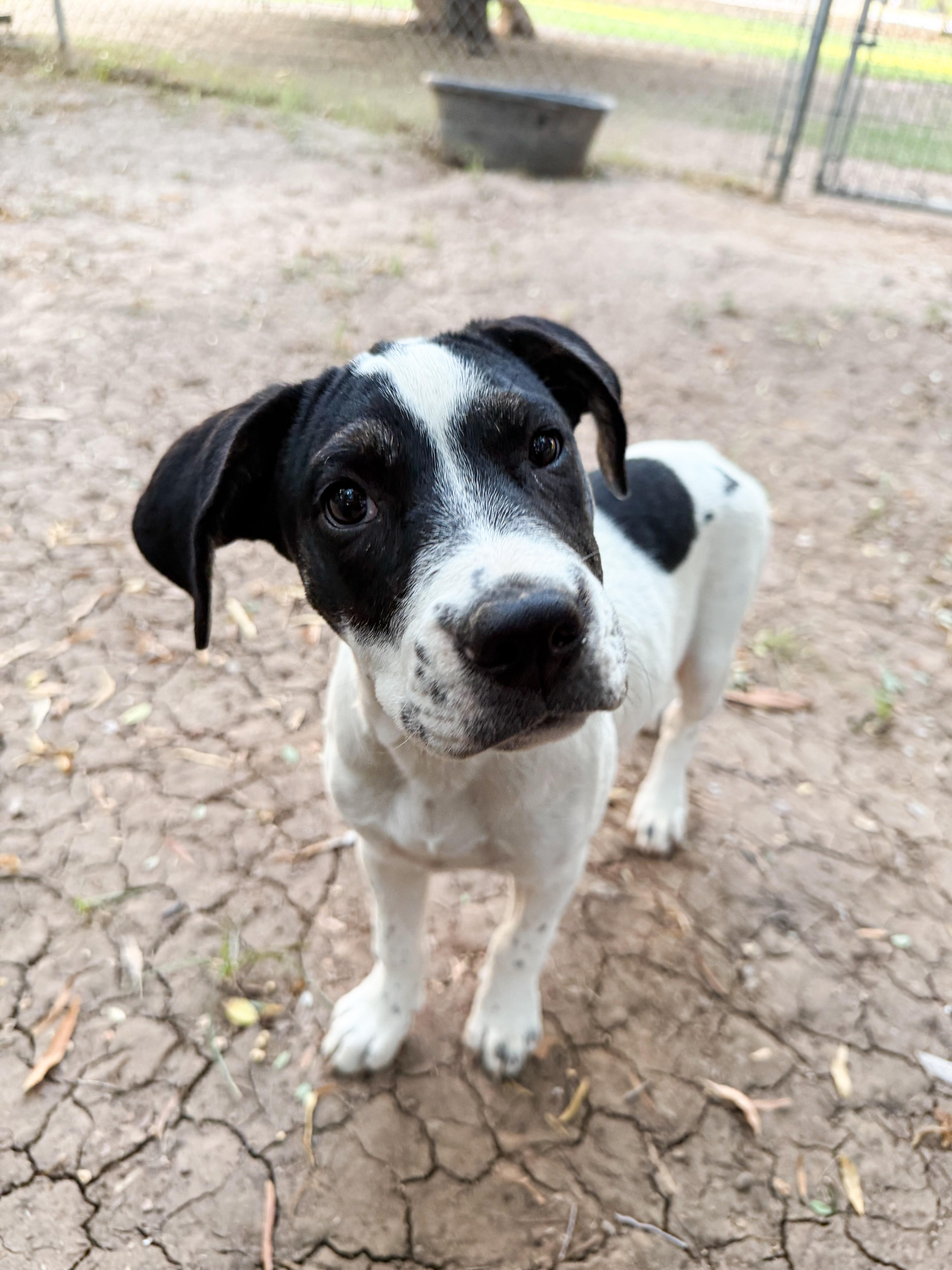 Daisy Mae, ADOPTABLE, Young Female Hound.