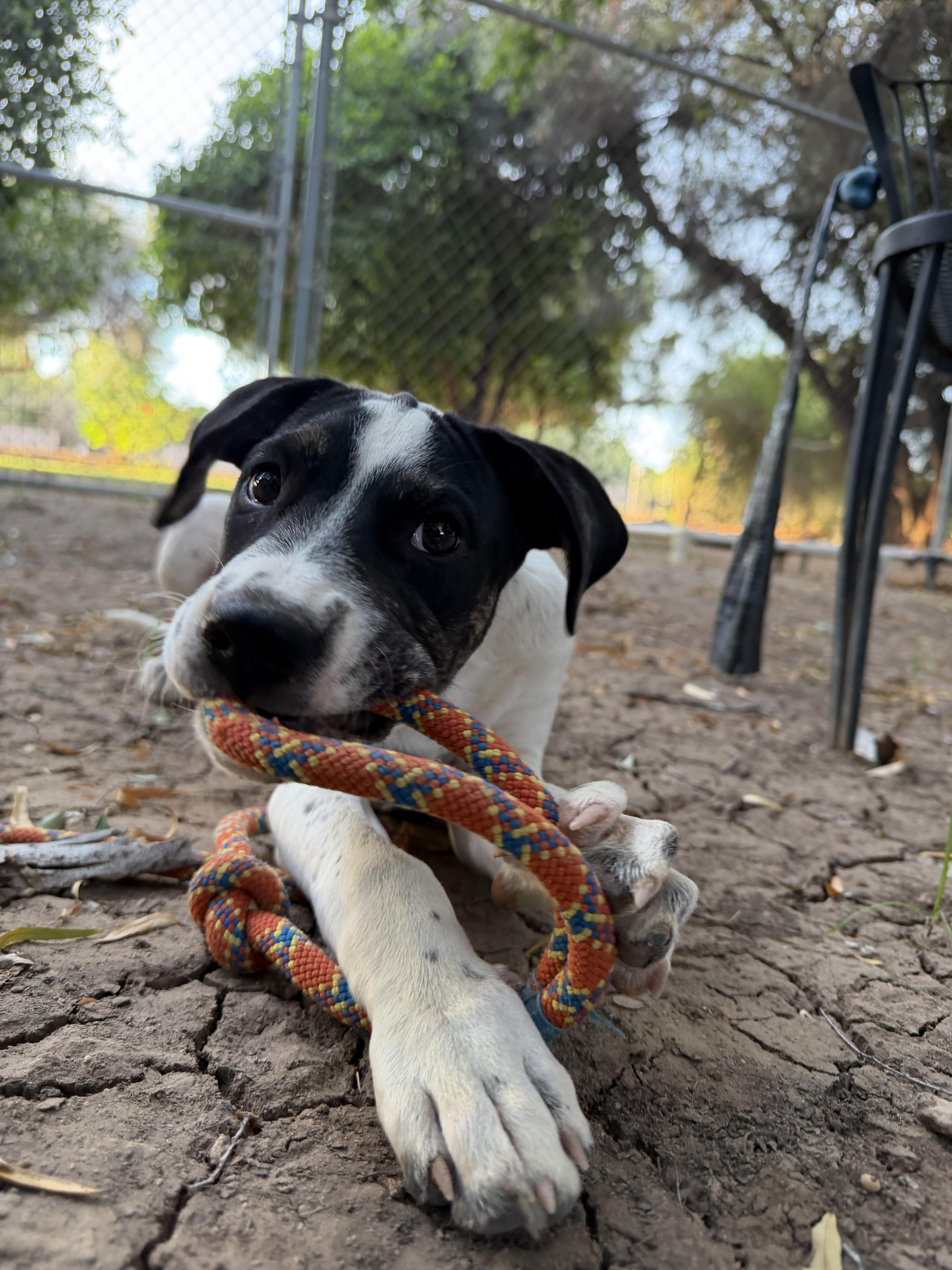 Enlarge Daisy Mae, a ADOPTABLE mixed breed in Peoria, AZ image 5/5
