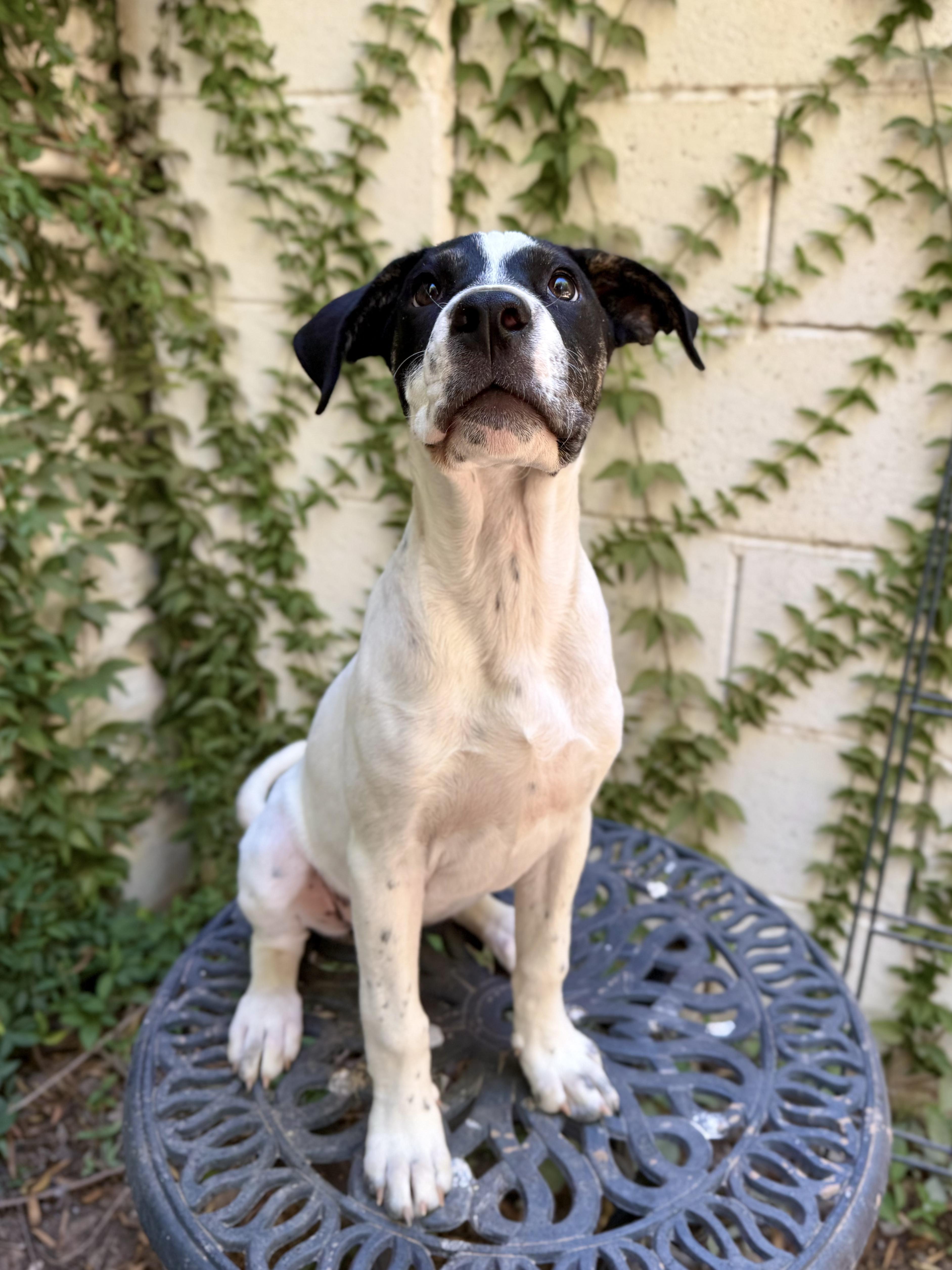 Enlarge Daisy Mae, a ADOPTABLE mixed breed in Peoria, AZ image 3/5