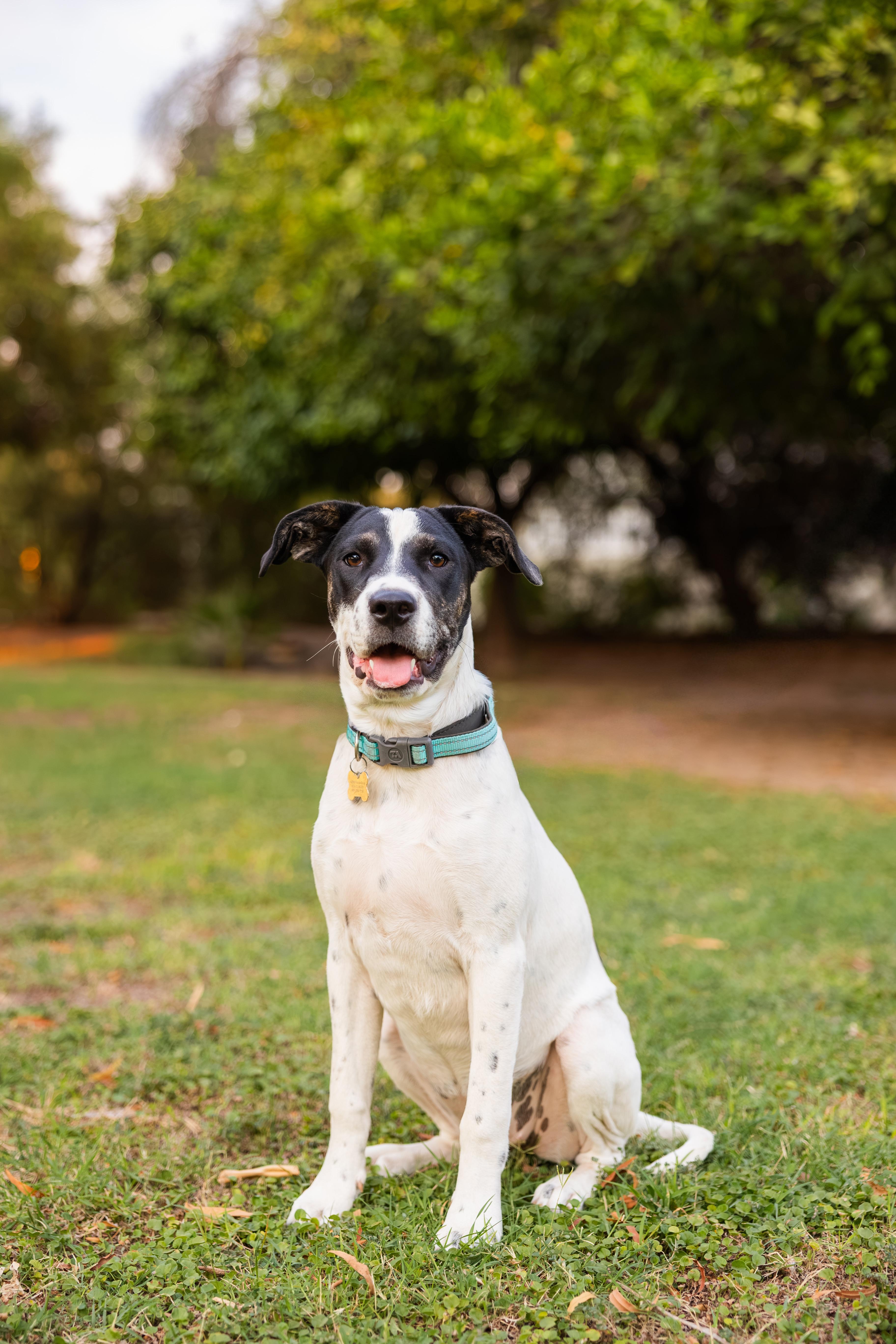 Enlarge Daisy Mae, a ADOPTABLE mixed breed in Peoria, AZ image 3/6