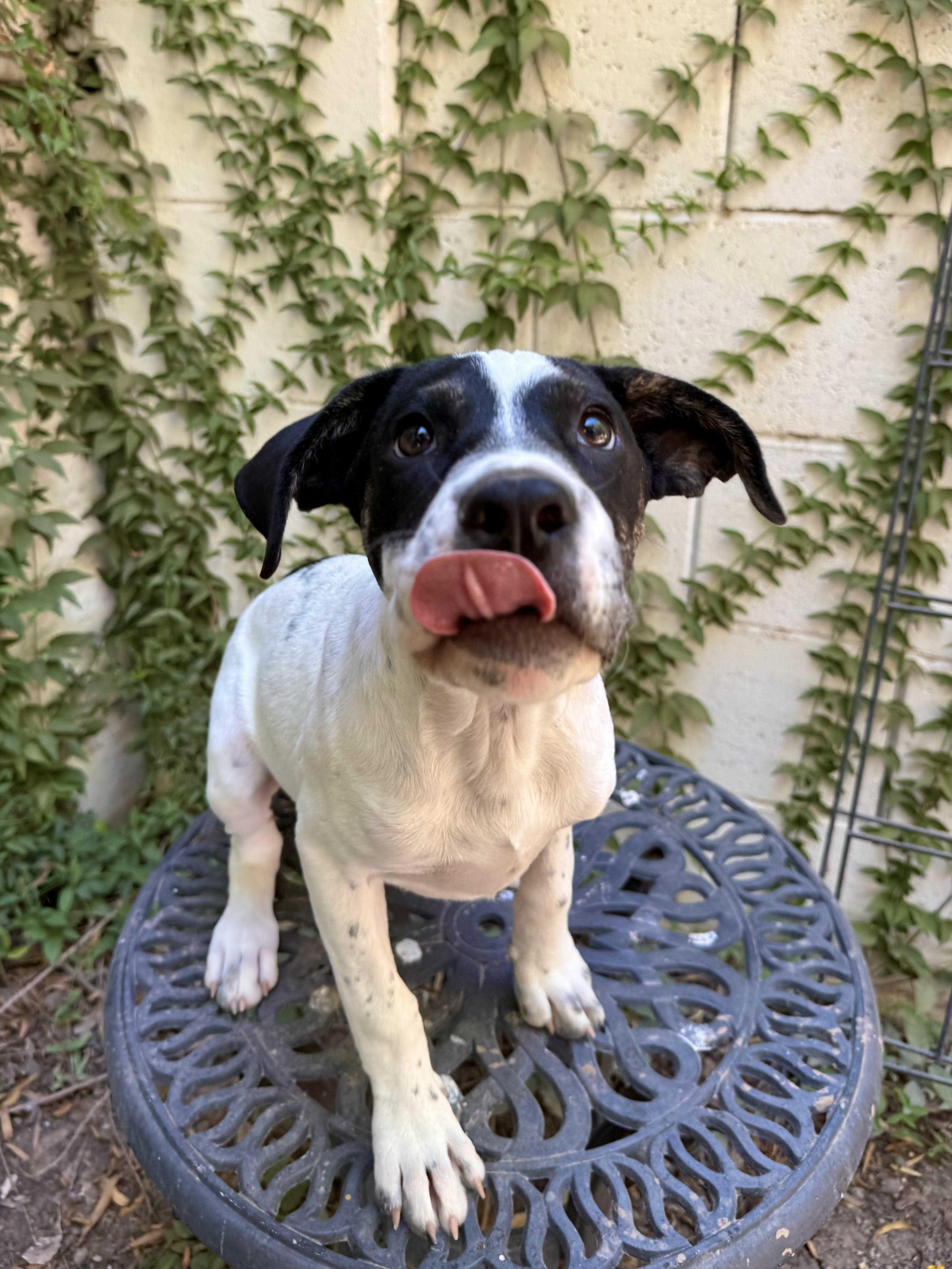 Enlarge Daisy Mae, a ADOPTABLE mixed breed in Peoria, AZ image 2/5