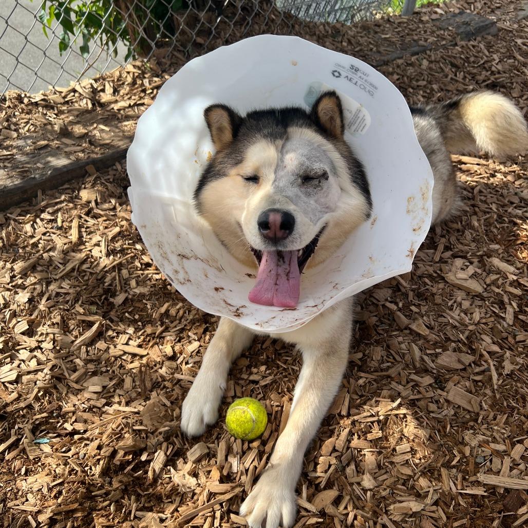 Enlarge Brownie, a Adoptable Alaskan Malamute in Tacoma, WA image 1/3