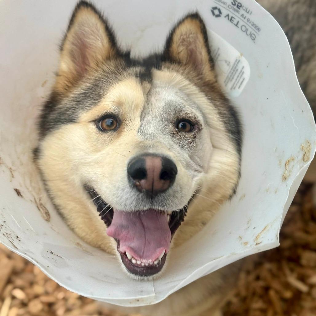 Enlarge Brownie, a Adoptable Alaskan Malamute in Tacoma, WA image 2/3