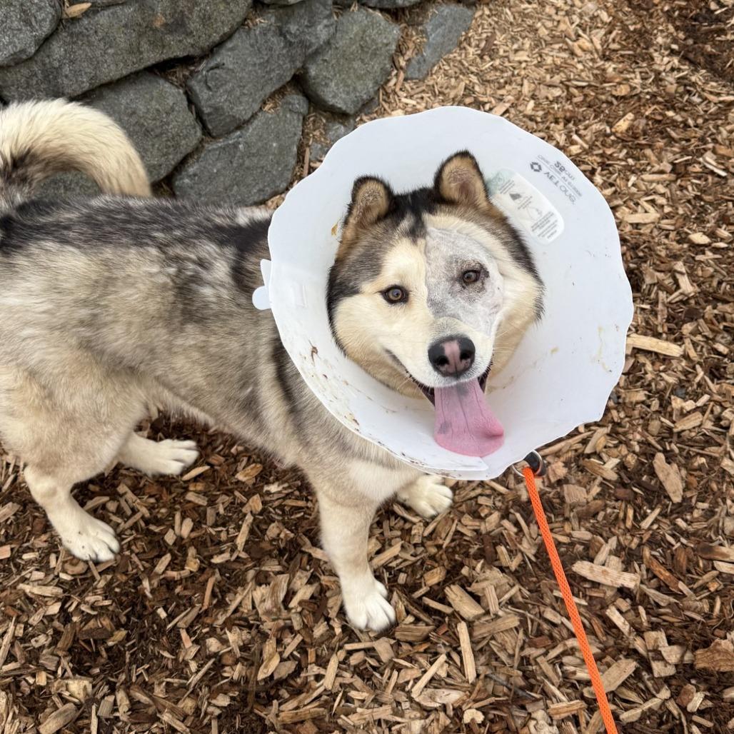 Enlarge Brownie, a Adoptable Alaskan Malamute in Tacoma, WA image 3/3