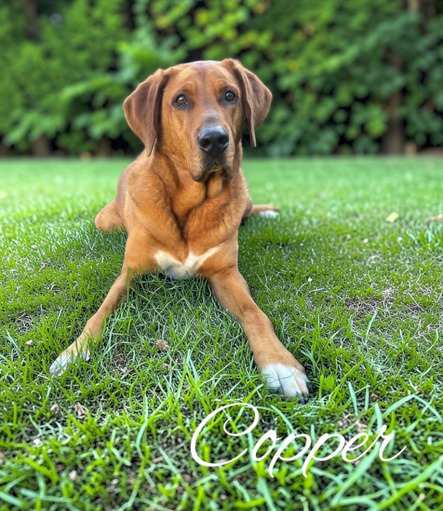 Enlarge Copper, a Adoptable mixed breed in West Bloomfield, MI image 1/6
