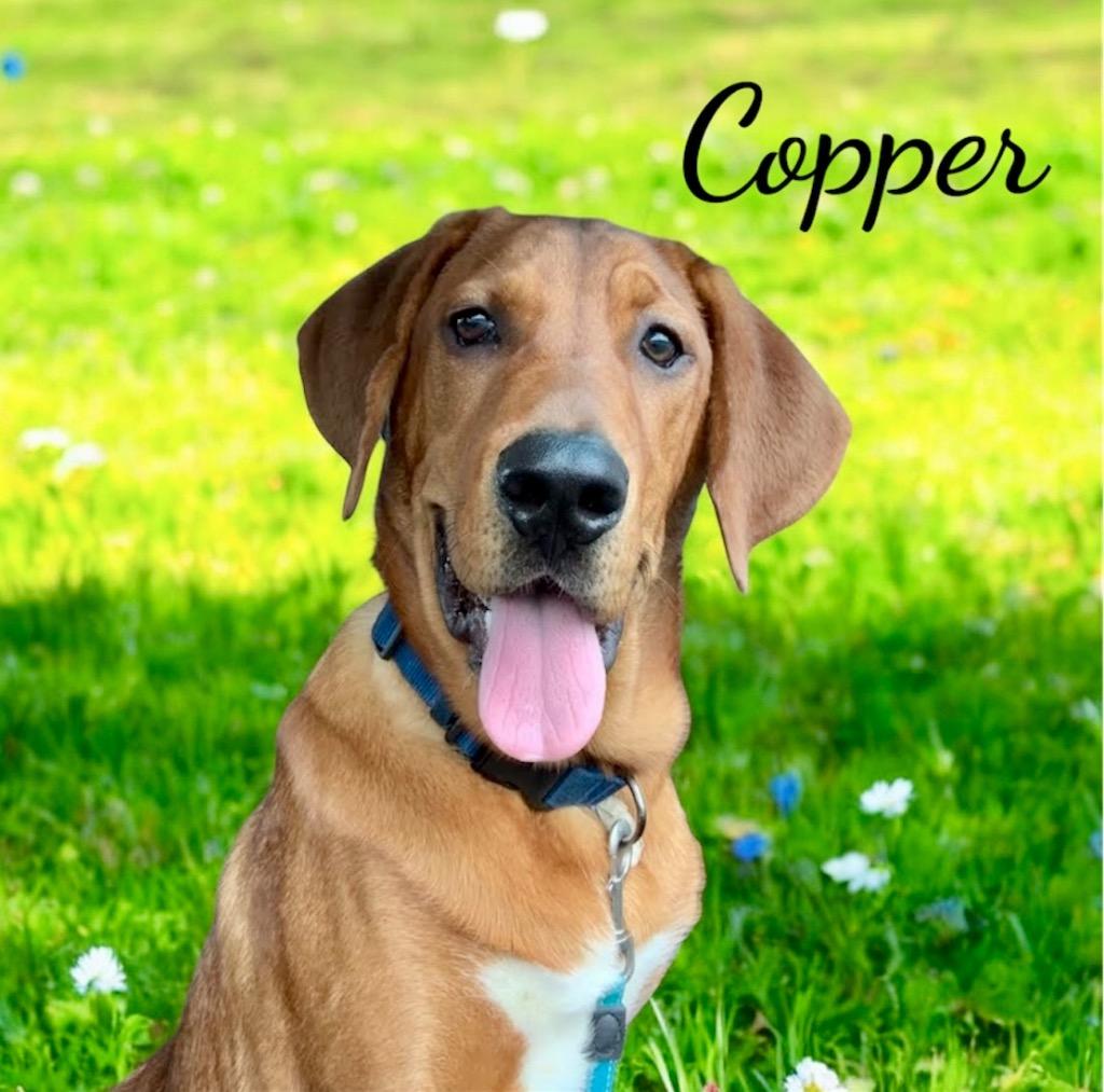 Enlarge Copper, a Adoptable mixed breed in West Bloomfield, MI image 1/6