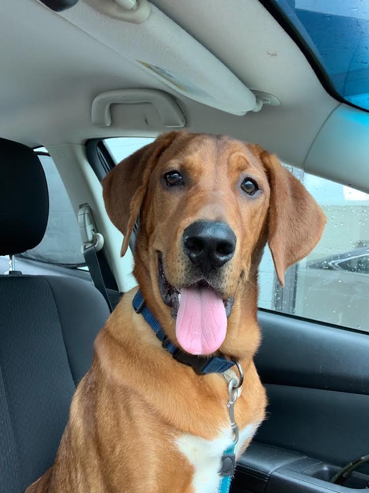 Enlarge Copper, a Adoptable mixed breed in West Bloomfield, MI image 2/6