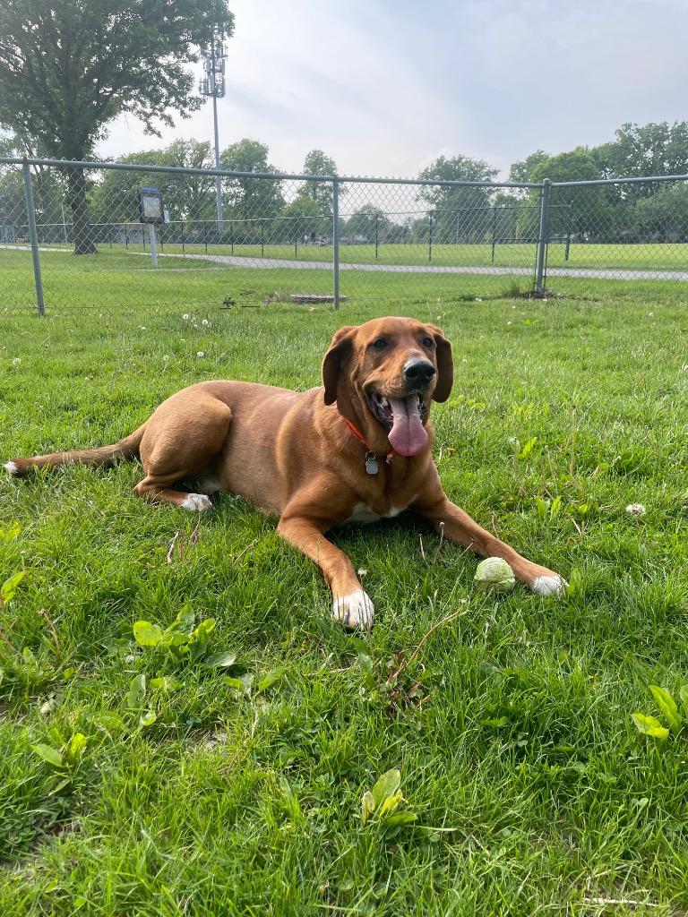 Enlarge Copper, a Adoptable mixed breed in West Bloomfield, MI image 3/6