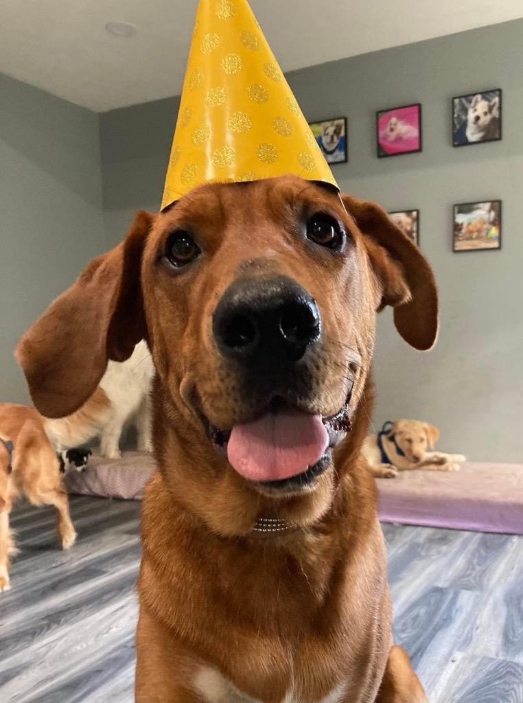 Enlarge Copper, a Adoptable mixed breed in West Bloomfield, MI image 4/6