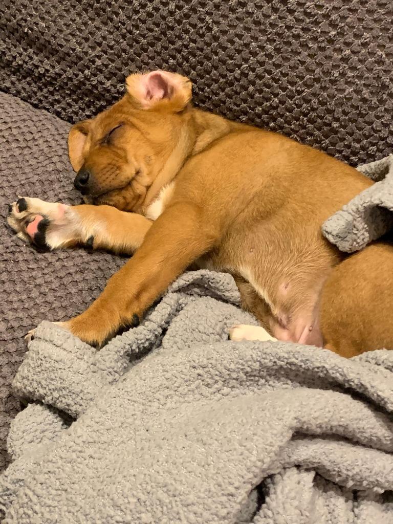 Enlarge Copper, a Adoptable mixed breed in West Bloomfield, MI image 5/6