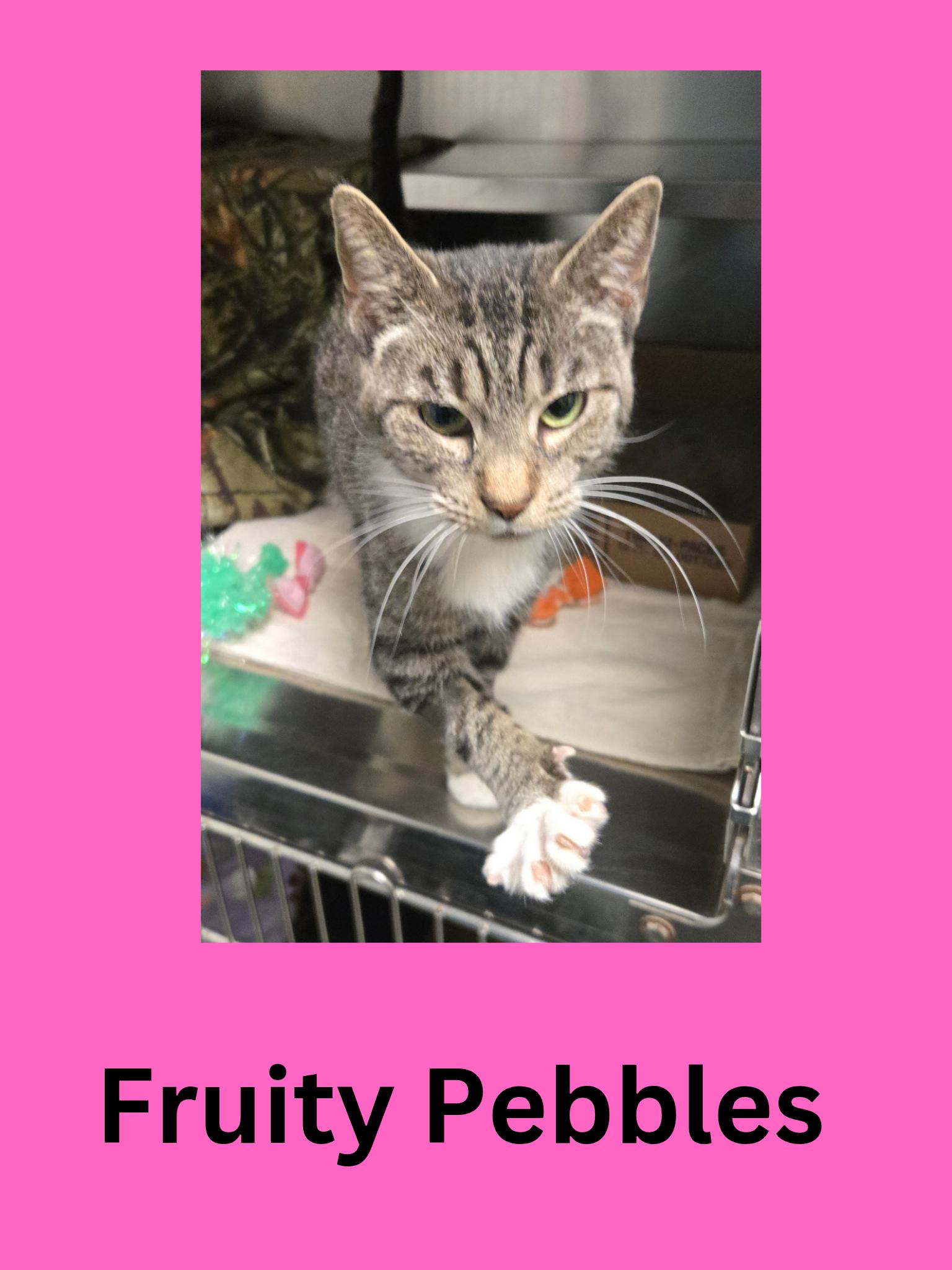Enlarge Fruity Pebbles, a ADOPTABLE Domestic Short Hair in Ravenna, OH image 1/1
