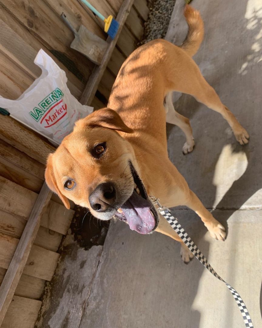 Blippi , an adoptable Labrador Retriever, Retriever in Los Angeles, CA, 90002 | Photo Image 3