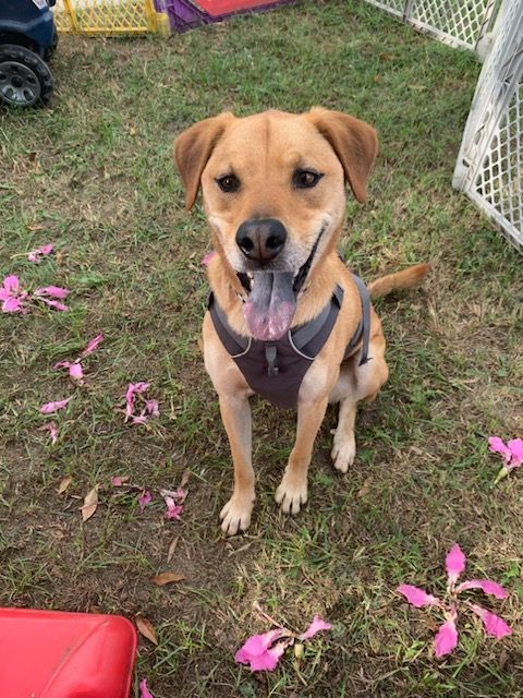 Blippi , an adoptable Labrador Retriever, Retriever in Los Angeles, CA, 90002 | Photo Image 5