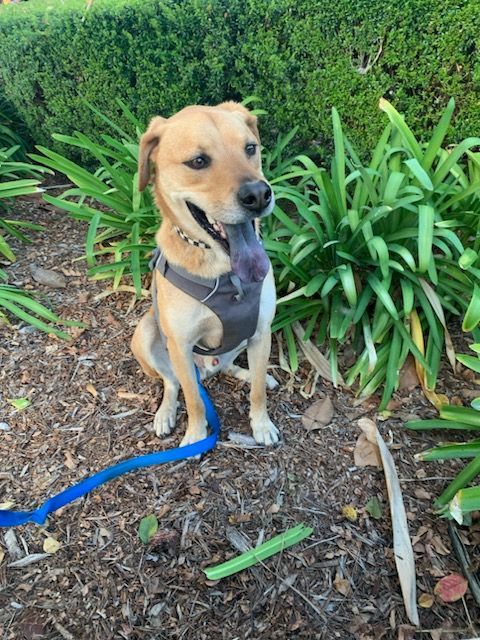 Enlarge Blippi , a Adoptable mixed breed in Los Angeles, CA image 3/6