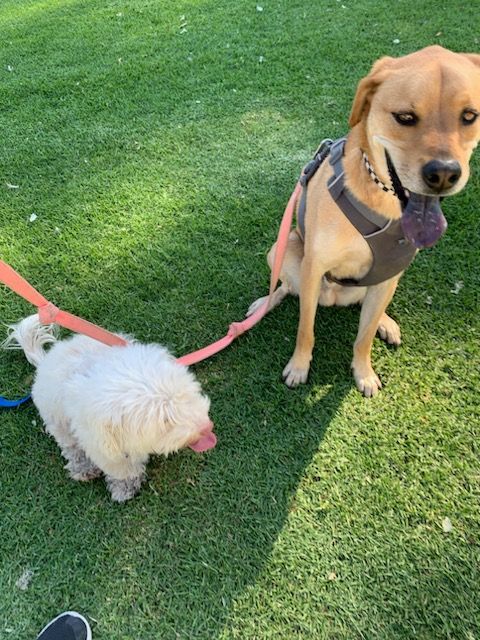 Blippi , an adoptable Labrador Retriever, Retriever in Los Angeles, CA, 90002 | Photo Image 4
