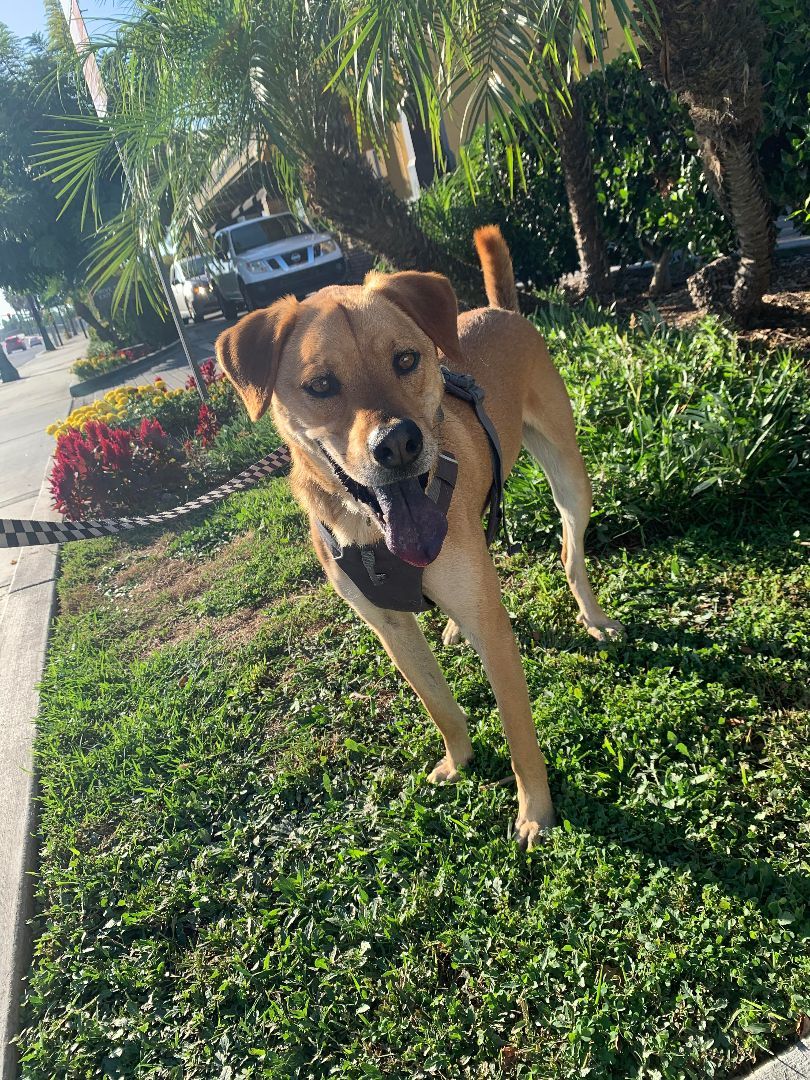 Blippi , an adoptable Labrador Retriever, Retriever in Los Angeles, CA, 90002 | Photo Image 2