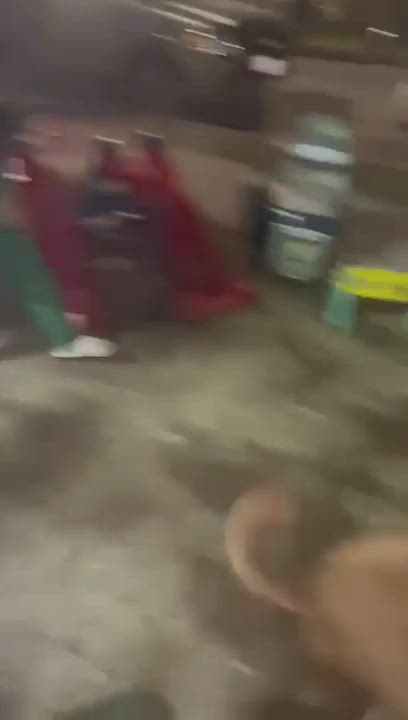 Enlarge Blippi , a Adoptable mixed breed in Los Angeles, CA video 6/6