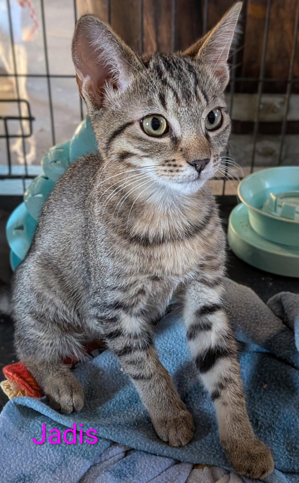 Jadis, Adoptable, Young Female Domestic Short Hair.