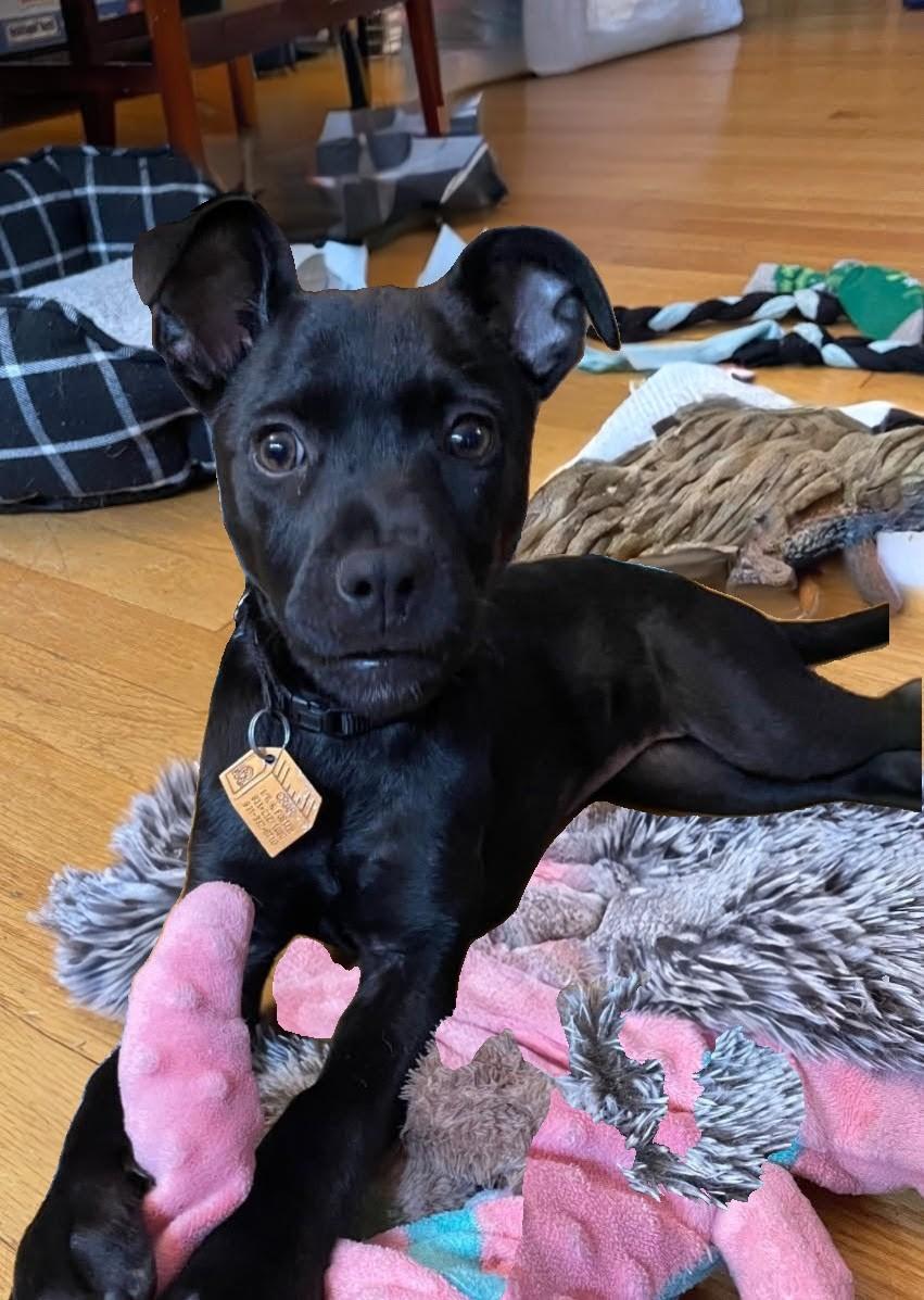 Jeri - Fostered in NJ