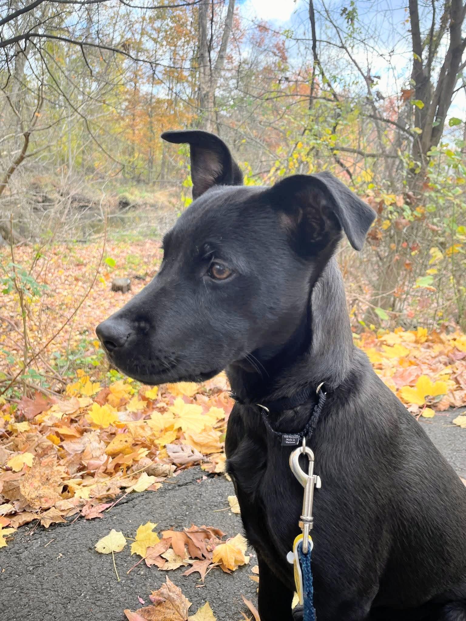 Jeri - Fostered in NJ