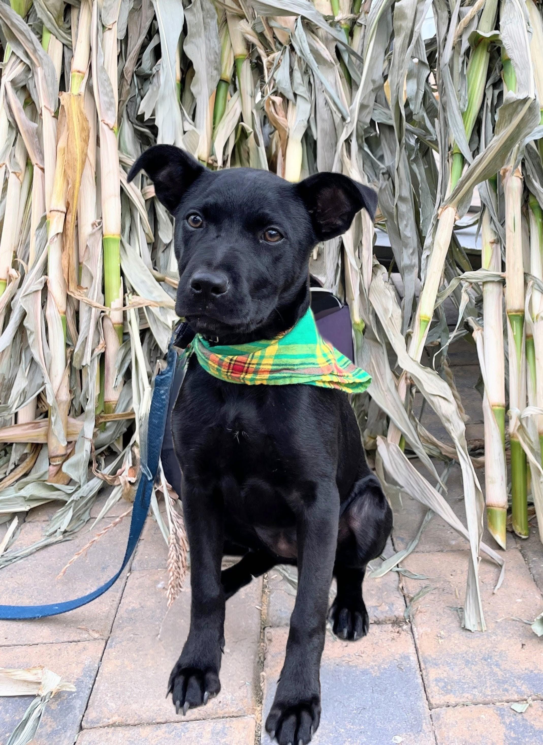 Jeri - Fostered in NJ