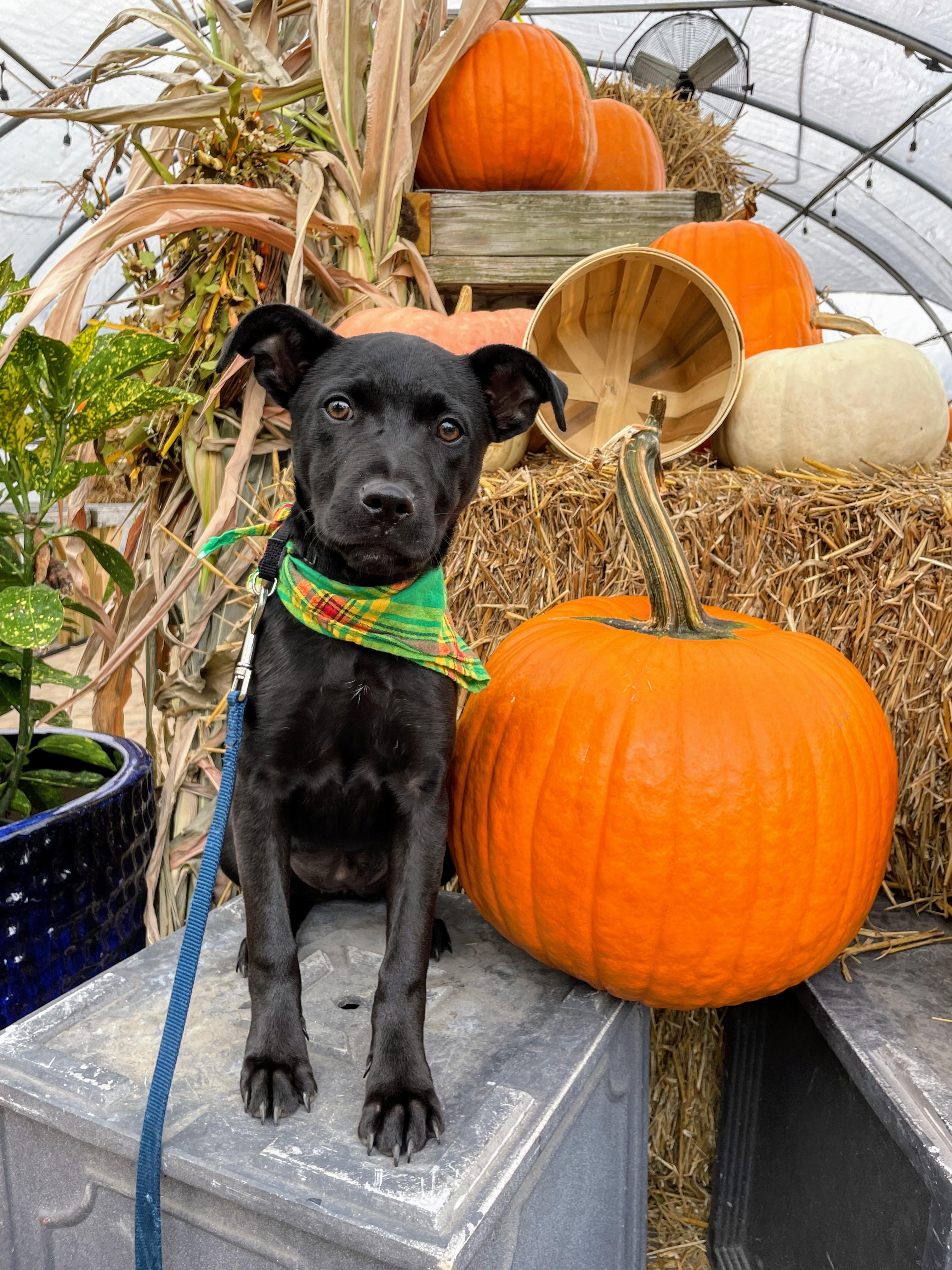 Jeri - Fostered in NJ