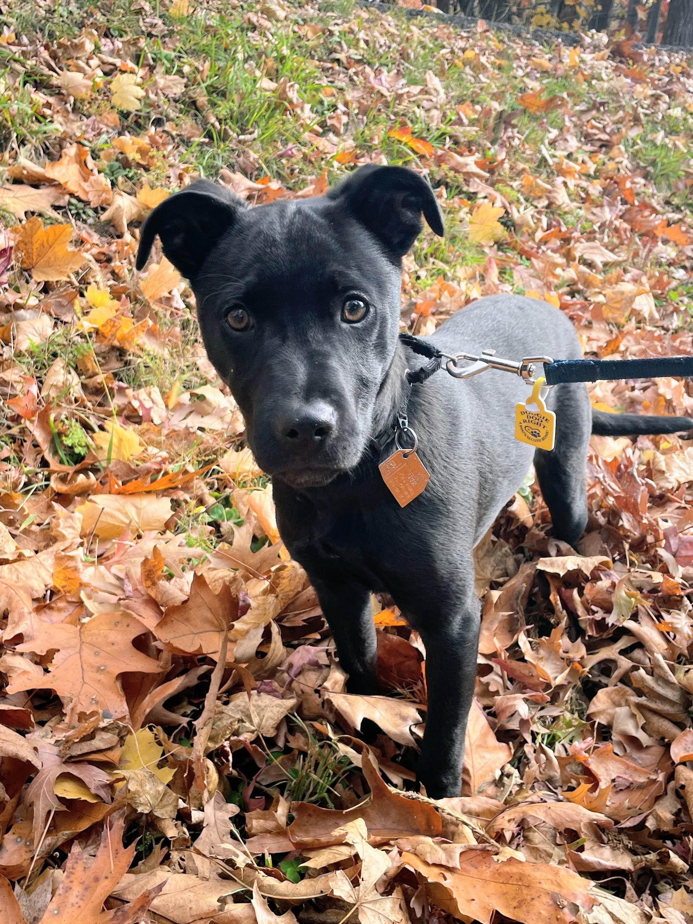 Jeri - Fostered in NJ