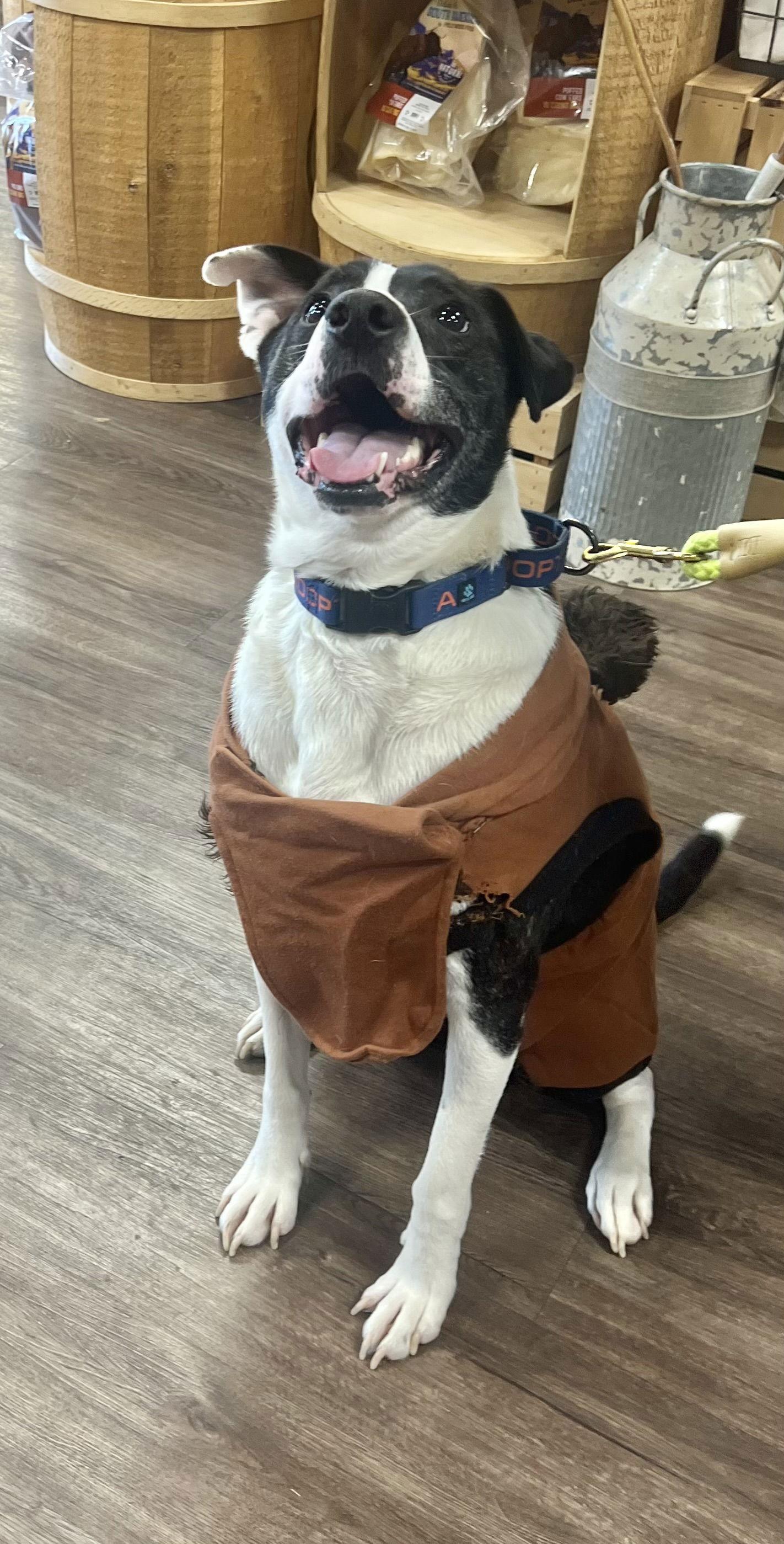 Bubbie, Adoptable, Young Male Hound & Terrier.