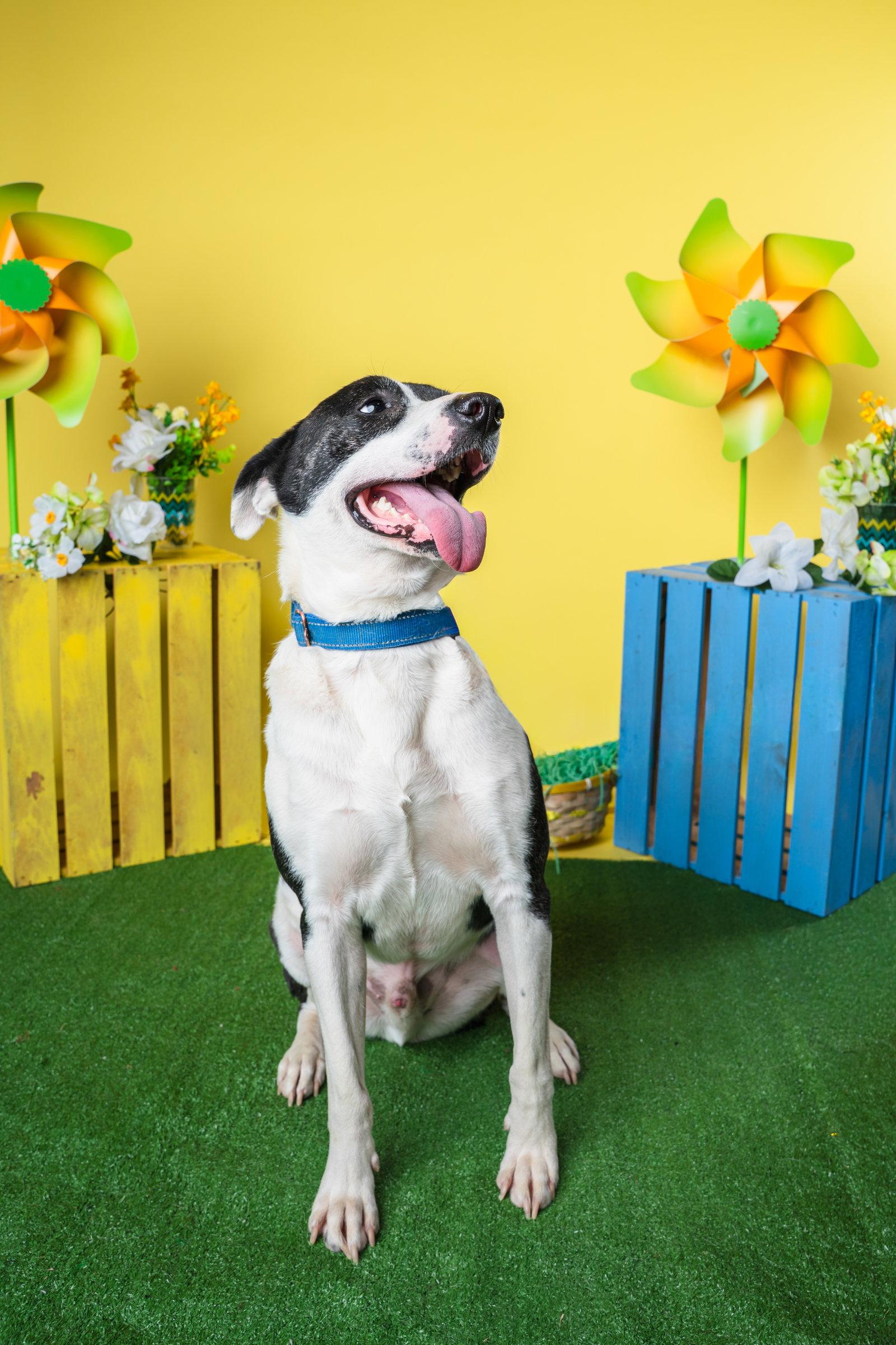 Bubbie, Adoptable, Young Male Hound & Terrier.