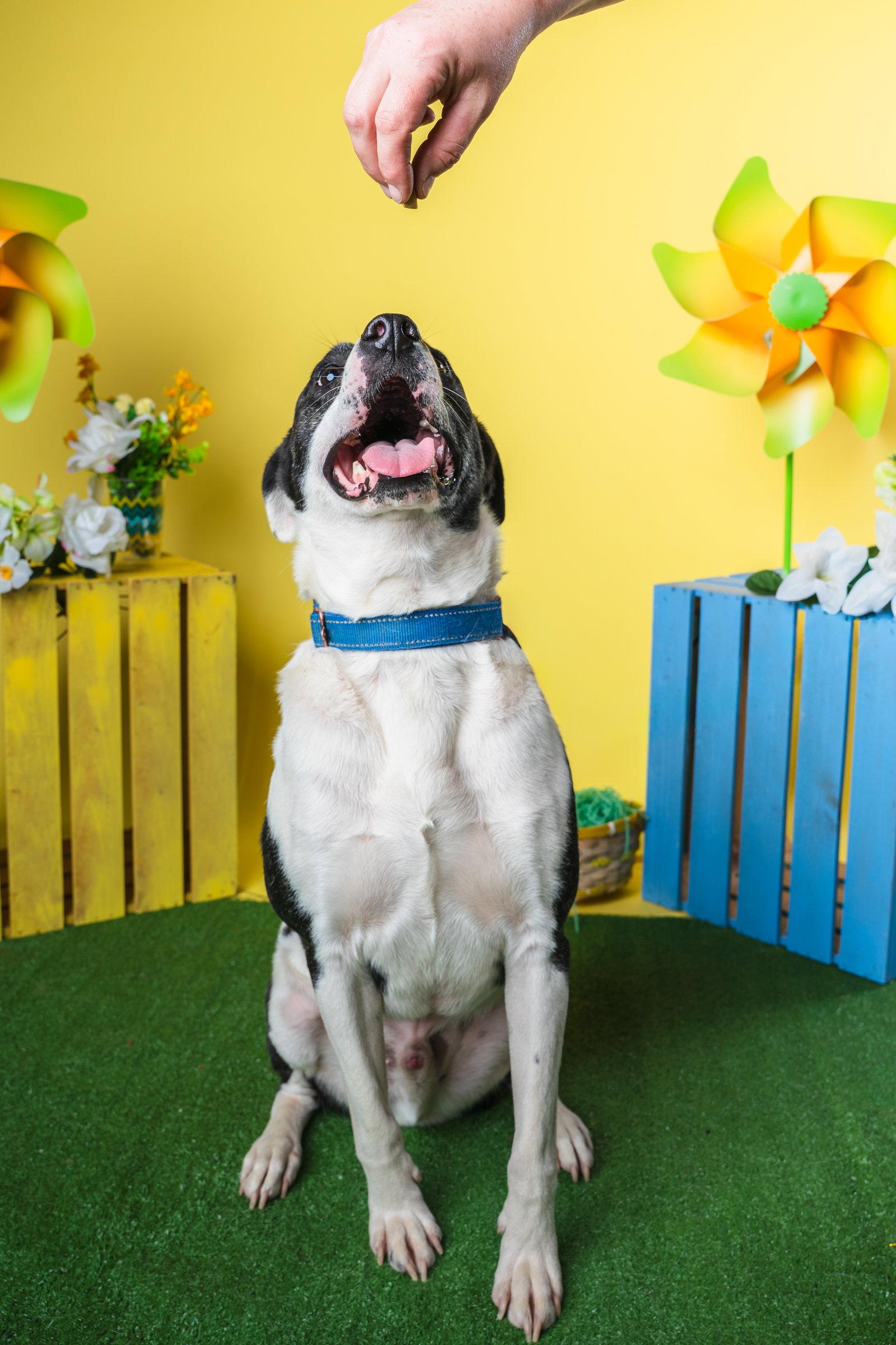 Enlarge Bubbie, a Adoptable mixed breed in Munford, TN image 2/3