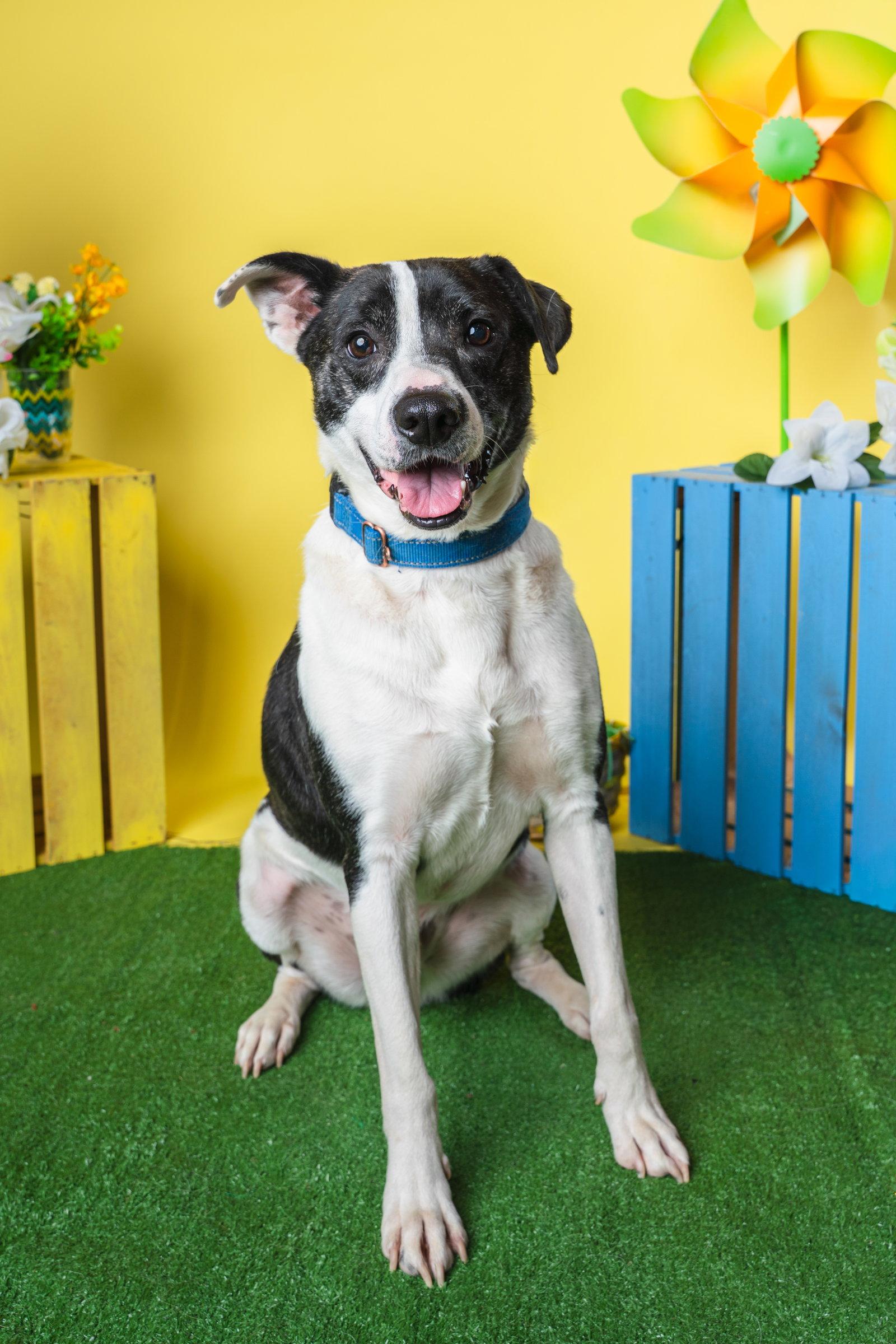 Enlarge Bubbie, a Adoptable mixed breed in Munford, TN image 3/3