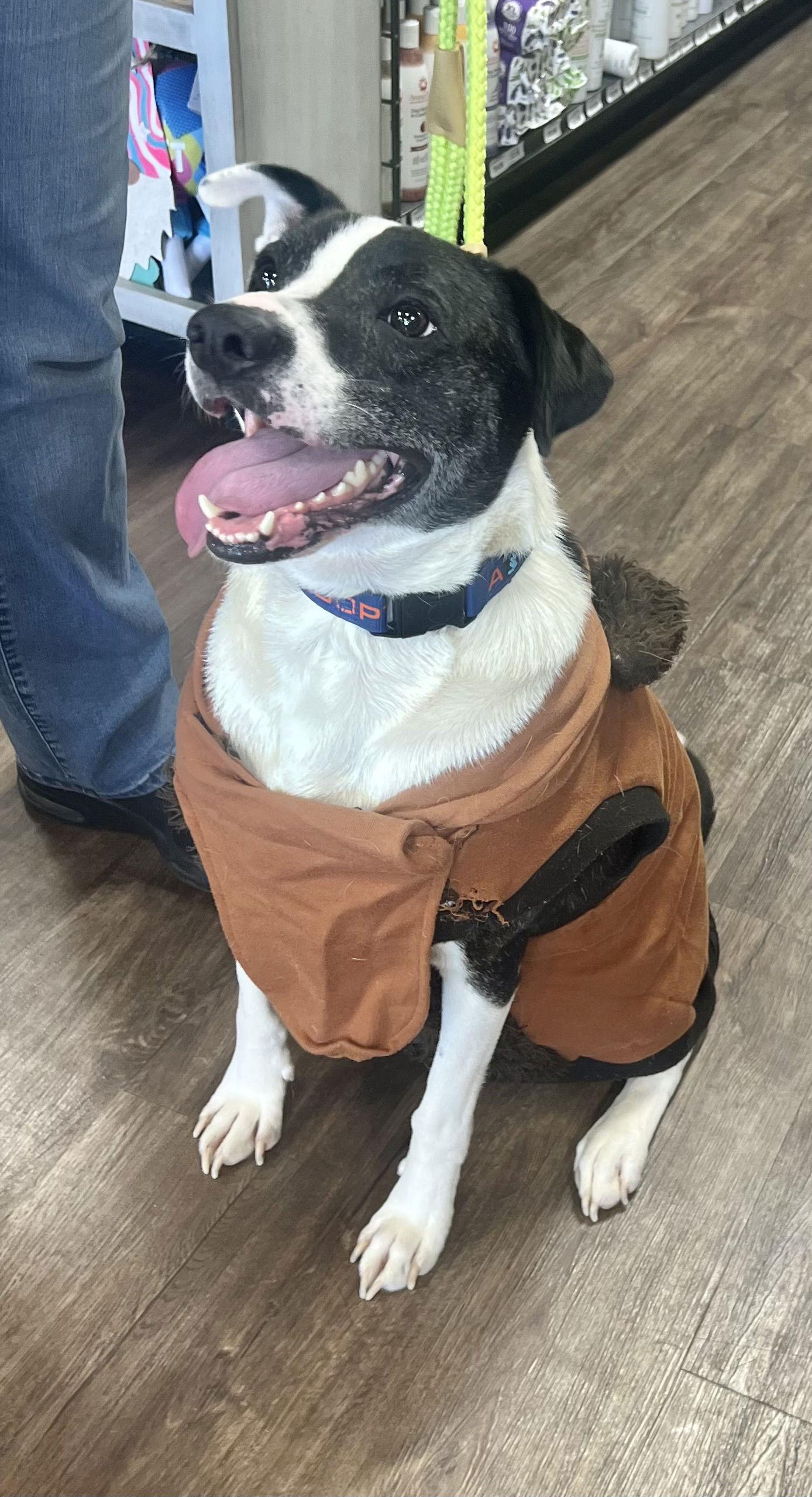 Bubbie, a Adoptable mixed breed in Munford, TN image 2/3