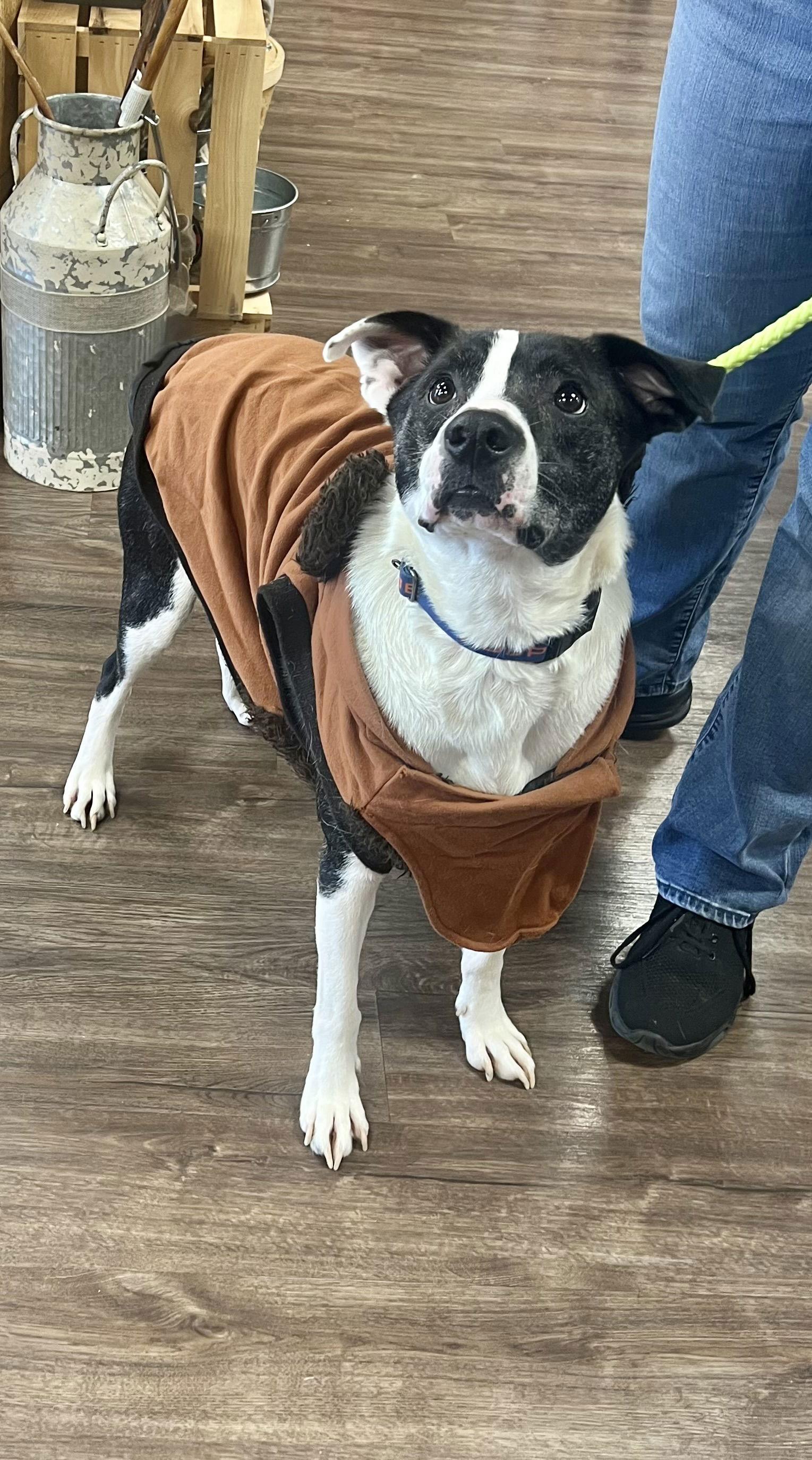 Bubbie, a Adoptable mixed breed in Munford, TN image 3/3