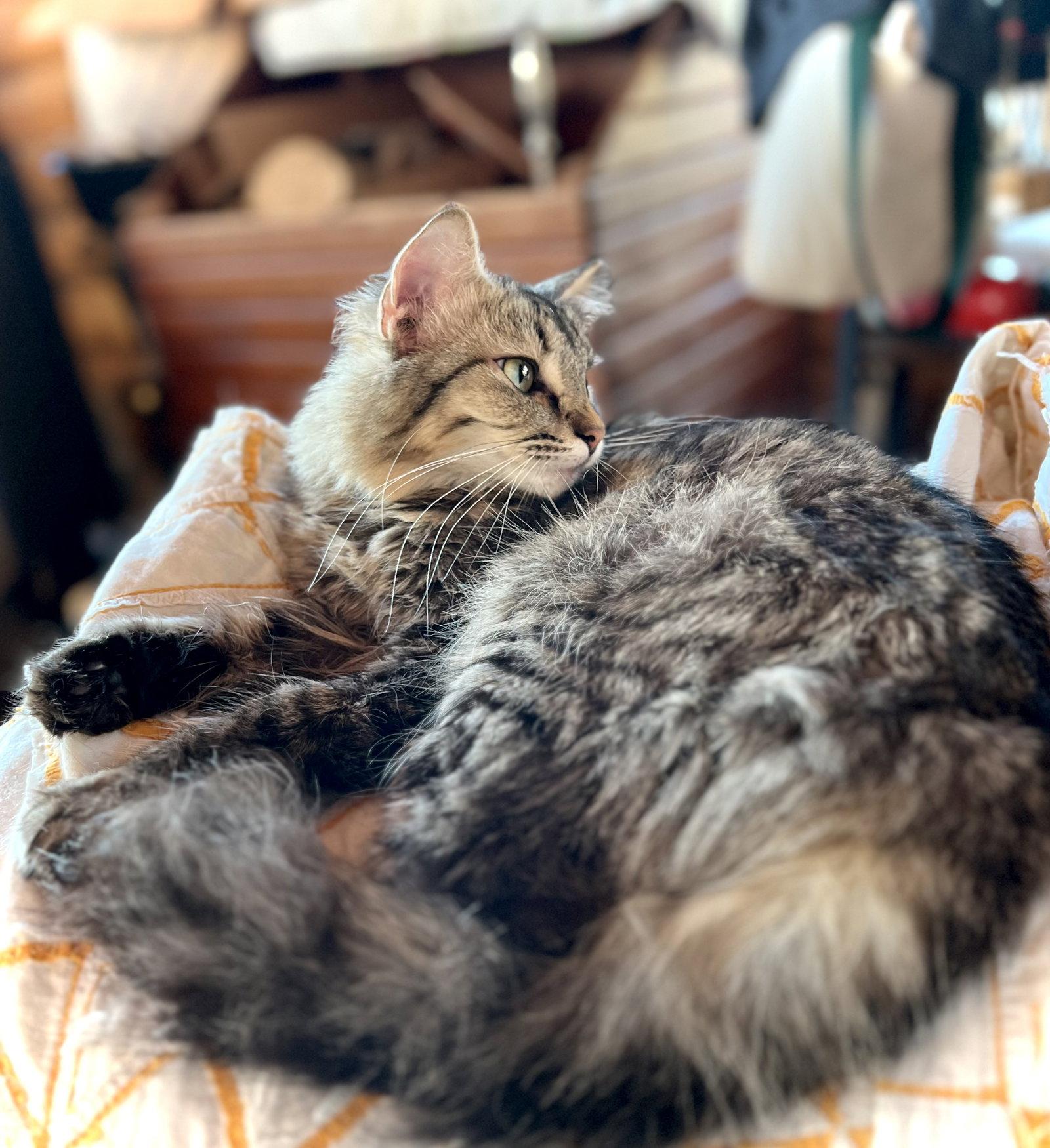 Trinket, a Adopted Domestic Medium Hair in Estherville, IA image 1/3